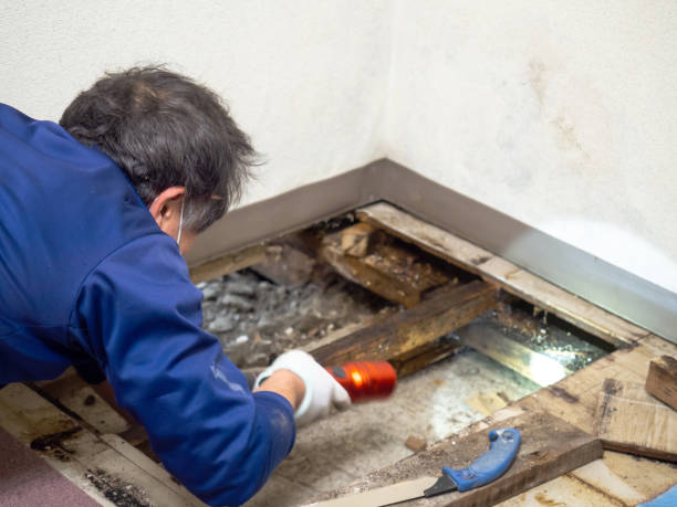Best Mold Remediation  in Troy, AL