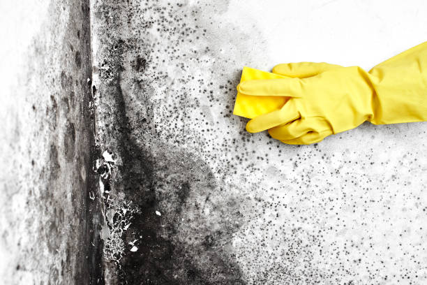 Best Office Mold Removal Services  in Troy, AL