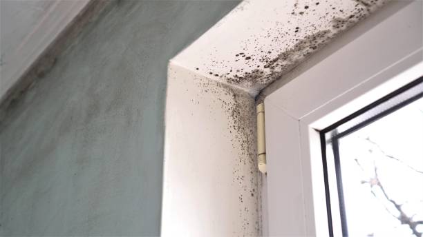 Best Mold Removal and Inspection  in Troy, AL