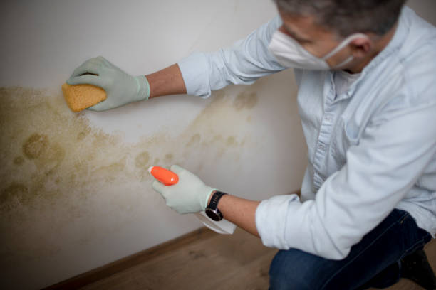 Certified Mold Removal in Troy, AL