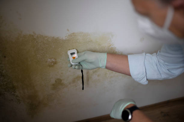 Best Mold Testing  in Troy, AL