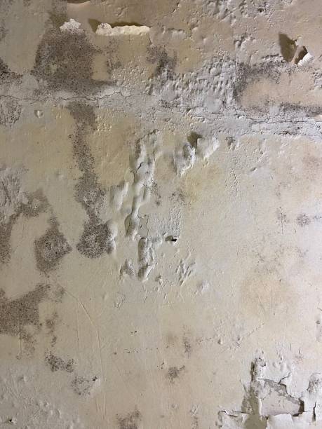 Reliable Troy, AL Mold Removal Solutions