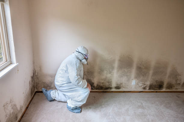 Best Commercial Mold Removal  in Troy, AL