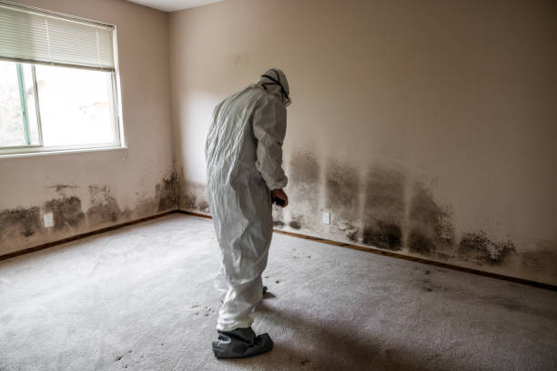 Attic Mold Removal in Troy, AL