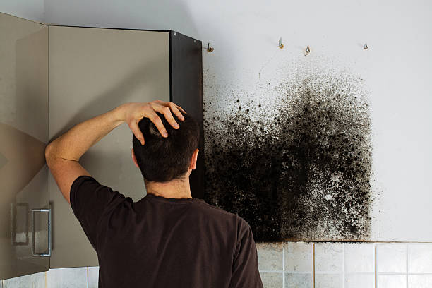 Best Home Mold Removal  in Troy, AL
