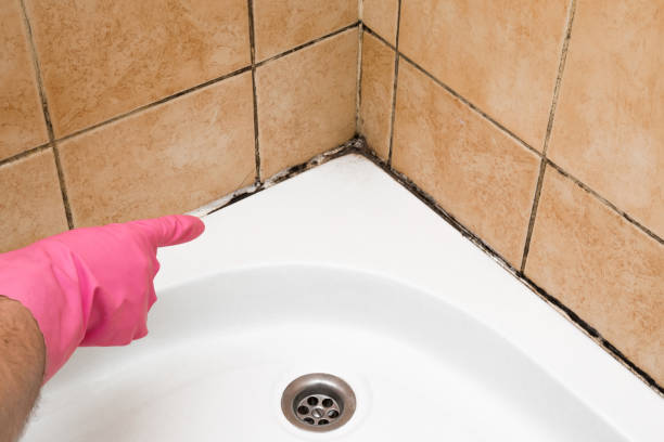 Mold Testing and Removal in Troy, AL